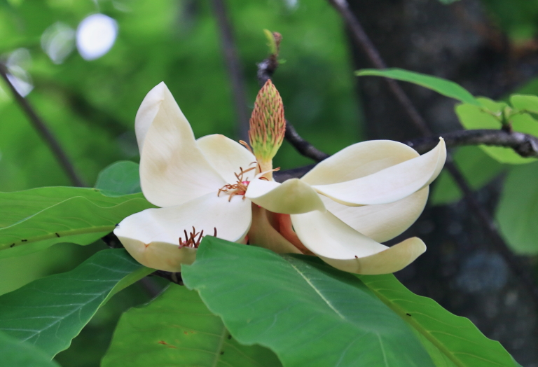 Magnolia hypoleuca - Honoki Magnolia