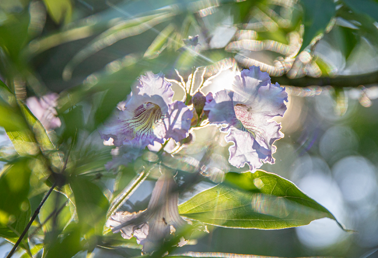 Pflanze des Monats: Chitalpa tashkentensis 'Summer Bells'