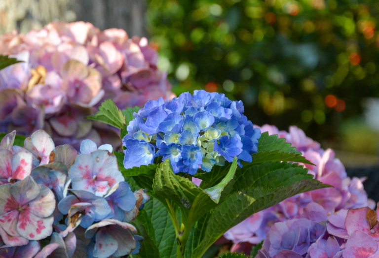 Plant of the Month July - Hydrangea 'Bodensee'