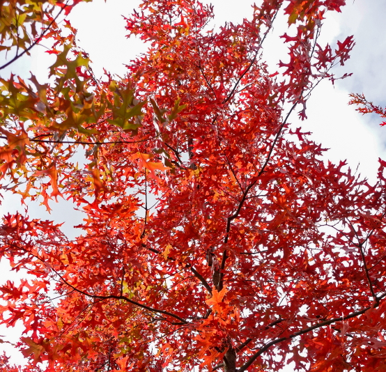 Quercus coccinea - the Scarlet Oak