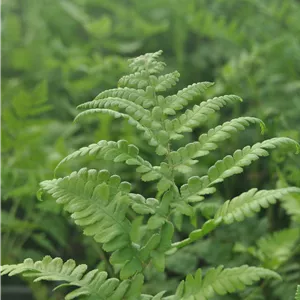 Thelypteris palustris