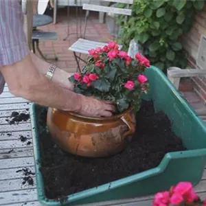 Blumenkübel - Bepflanzen mit mehreren Sommerblumen