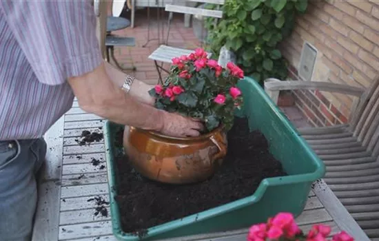 Flower pots - planting with several summer flowers Flower pots - planting with several summer flowers