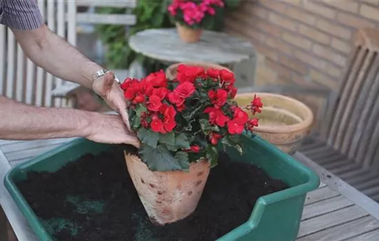 Flower pots - planting with summer flowers Flower pots - planting with summer flowers