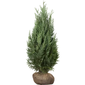 Thuja occidentalis 'Columna' Thuja occidentalis 'Columna'