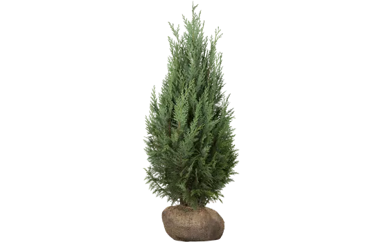 Thuja occidentalis 'Columna'