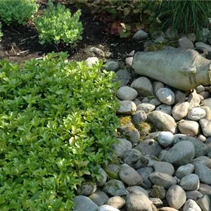 Auf dem Boden der Tatsachen – Bodendecker im Garten Auf dem Boden der Tatsachen – Bodendecker im Garten