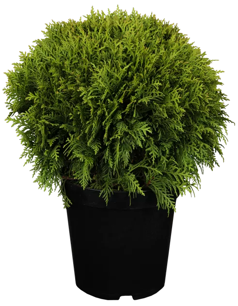 Thuja occidentalis 'Danica'