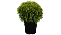Thuja occidentalis 'Danica'