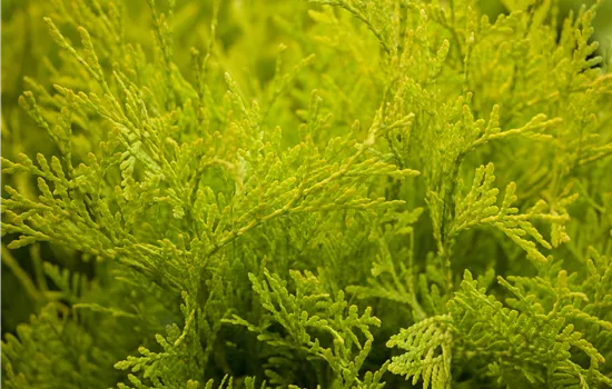 Thuja occidentalis 'Golden Globe'