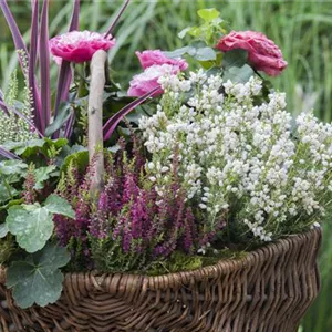 Blüten-Farben richtig kombinieren – eine Frage der Farbe Blüten-Farben richtig kombinieren – eine Frage der Farbe
