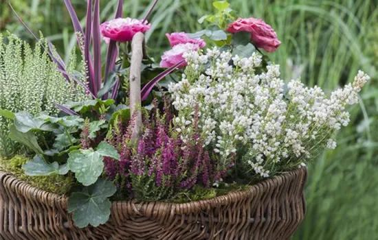 Combining Flower Colors Correctly – A Matter of Color Combining Flower Colors Correctly – A Matter of Color