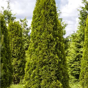 Thuja occidentalis 'Smaragd' Thuja occidentalis 'Smaragd'