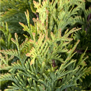 Thuja occidentalis 'Sunkist' Thuja occidentalis 'Sunkist'