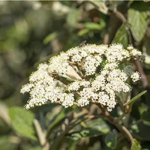 Viburnum rhytidophyllum Viburnum rhytidophyllum