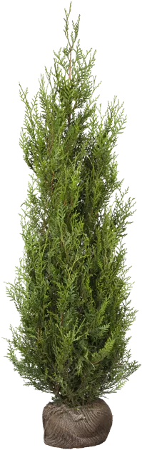 Thuja plicata 'Atrovirens'