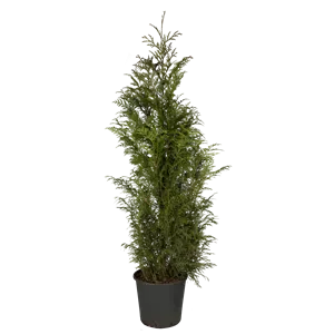 Thuja plicata 'Atrovirens' Thuja plicata 'Atrovirens'