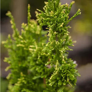 Thuja plicata 'Aurescens' Thuja plicata 'Aurescens'