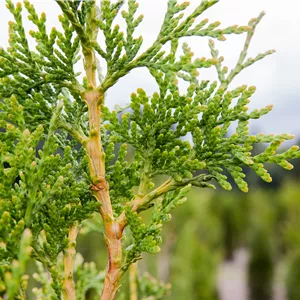 Thuja plicata 'Excelsa' Thuja plicata 'Excelsa'