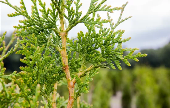 Thuja plicata 'Excelsa'