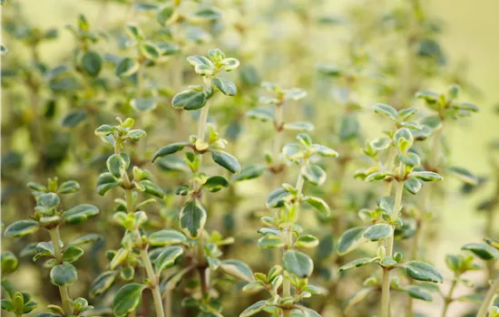 Thymus comosus 'Doone Valley' Thymus comosus 'Doone Valley'