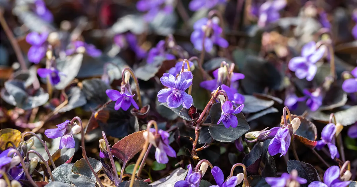 Labrador Violet Invasive Viola labradorica