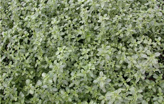 Thymus x citriodorus 'Silver Queen'