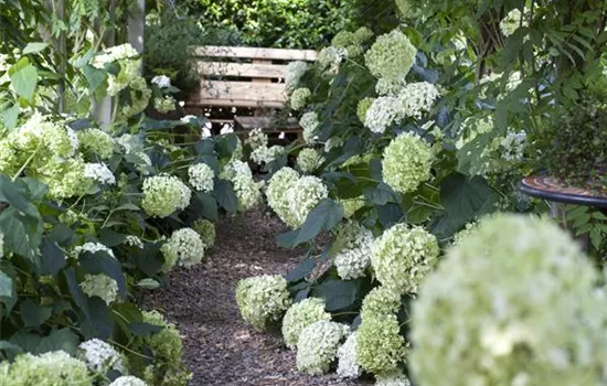 Planting Partners for Hydrangeas – Garden Ideas