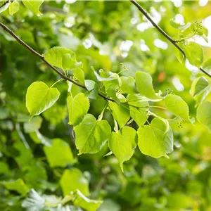 Tilia cordata 'Greenspire' Tilia cordata 'Greenspire'