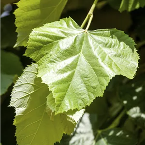 Tilia europaea 'Pallida' Tilia europaea 'Pallida'