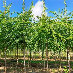 Ulmus 'Cathedral' -S-