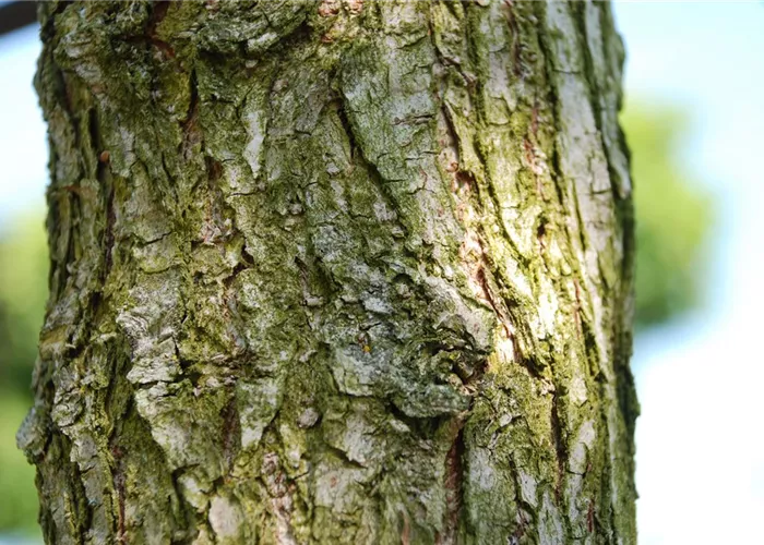 Resista®-Ulmen - Ein starker Baum für Stadt und Straßen Resista®-Ulmen - Ein starker Baum für Stadt und Straßen