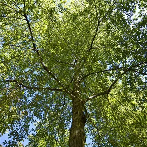 Ulmus 'Rebella' -S- RESISTA -R-