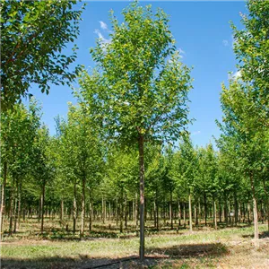 Ulmus 'Rebona' -S- RESISTA -R-