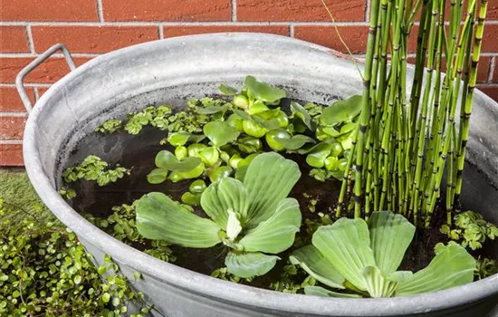 The Mini Pond – A Small Pond, Big Impact