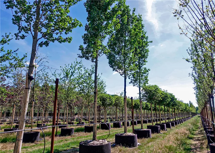 SpringRing: Eine Revolution in der Baumschulproduktion SpringRing: Eine Revolution in der Baumschulproduktion