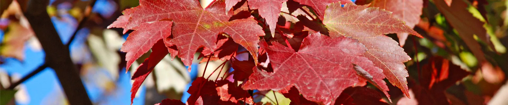 Acer-rubrum-October-Glory-Detail-(2).jpg