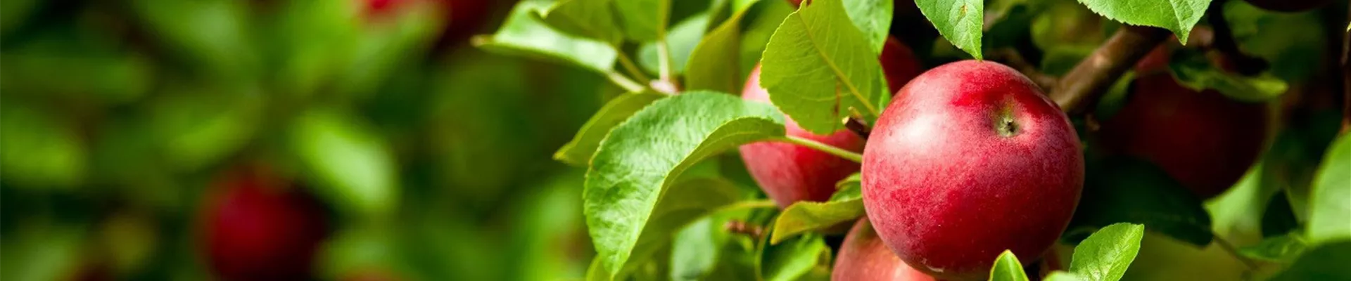 Einen-Apfelbaum-pflanzen-–-im-heimischen-Garten2.jpg Einen-Apfelbaum-pflanzen-–-im-heimischen-Garten2.jpg