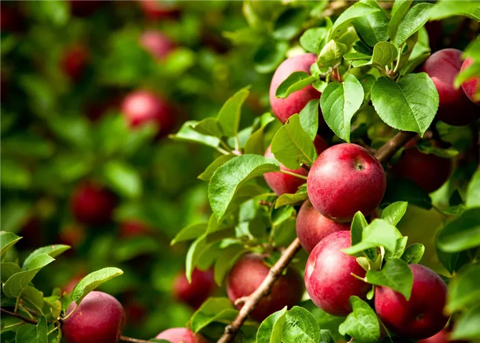 Eine Ernte fürs Leben: Apfelbäume richtig pflanzen und pflegen  Eine Ernte fürs Leben: Apfelbäume richtig pflanzen und pflegen