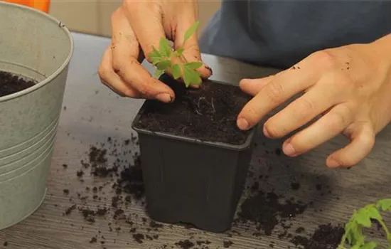 Tomatoes - Repotting the seedling Tomatoes - Repotting the seedling