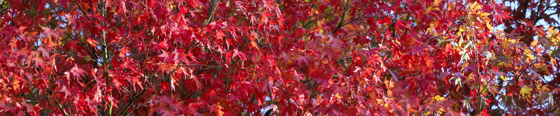 IMG_2949.jpg IMG_2949.jpg