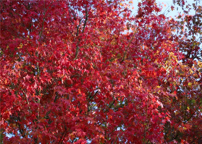 Die schönsten Bäume und Sträucher für leuchtende Herbstfarben Die schönsten Bäume und Sträucher für leuchtende Herbstfarben