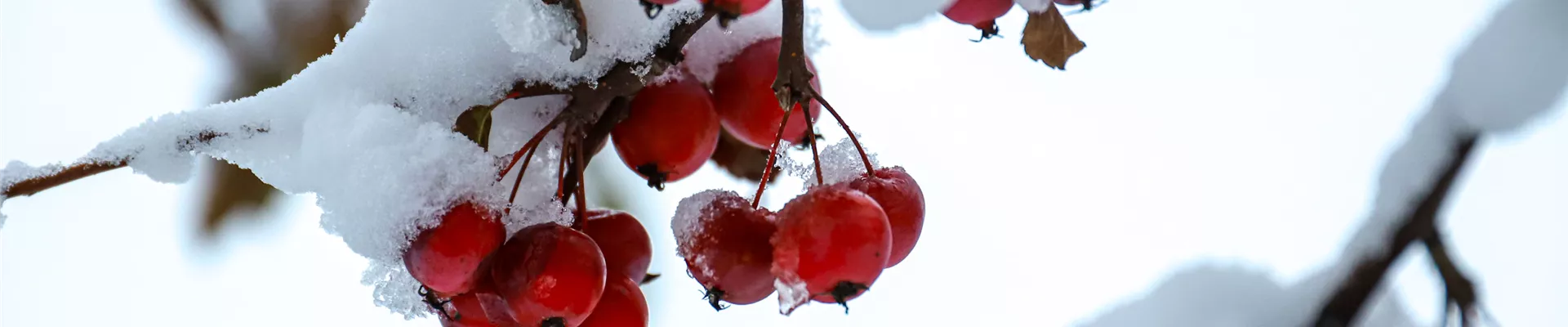 Frostschutzmaßnahmen (5).jpg Frostschutzmaßnahmen (5).jpg