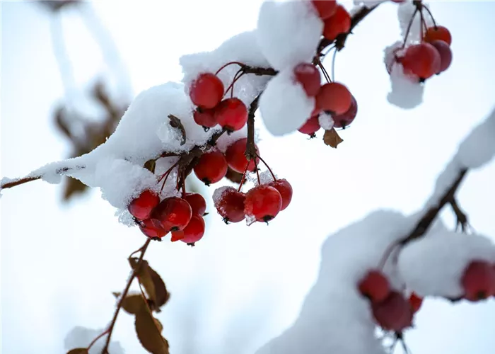 Frost Protection Measures for Winter: A Comprehensive Guide