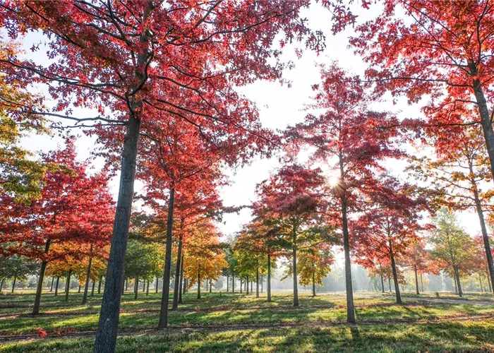 Pflanze des Monats November: Quercus palustris (Sumpf-Eiche)