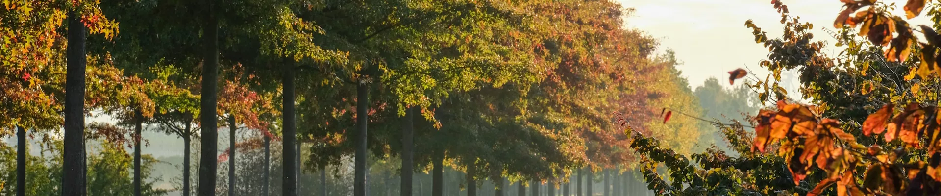 Quercus palustris (5).JPG Quercus palustris (5).JPG