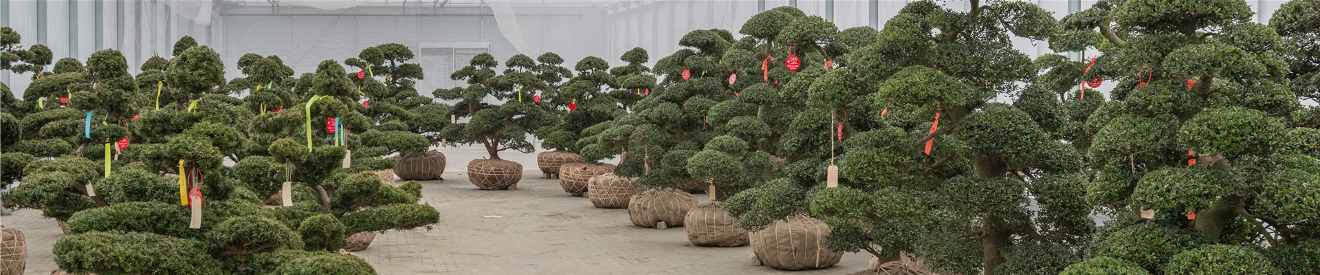 Bonsai.jpg Bonsai.jpg