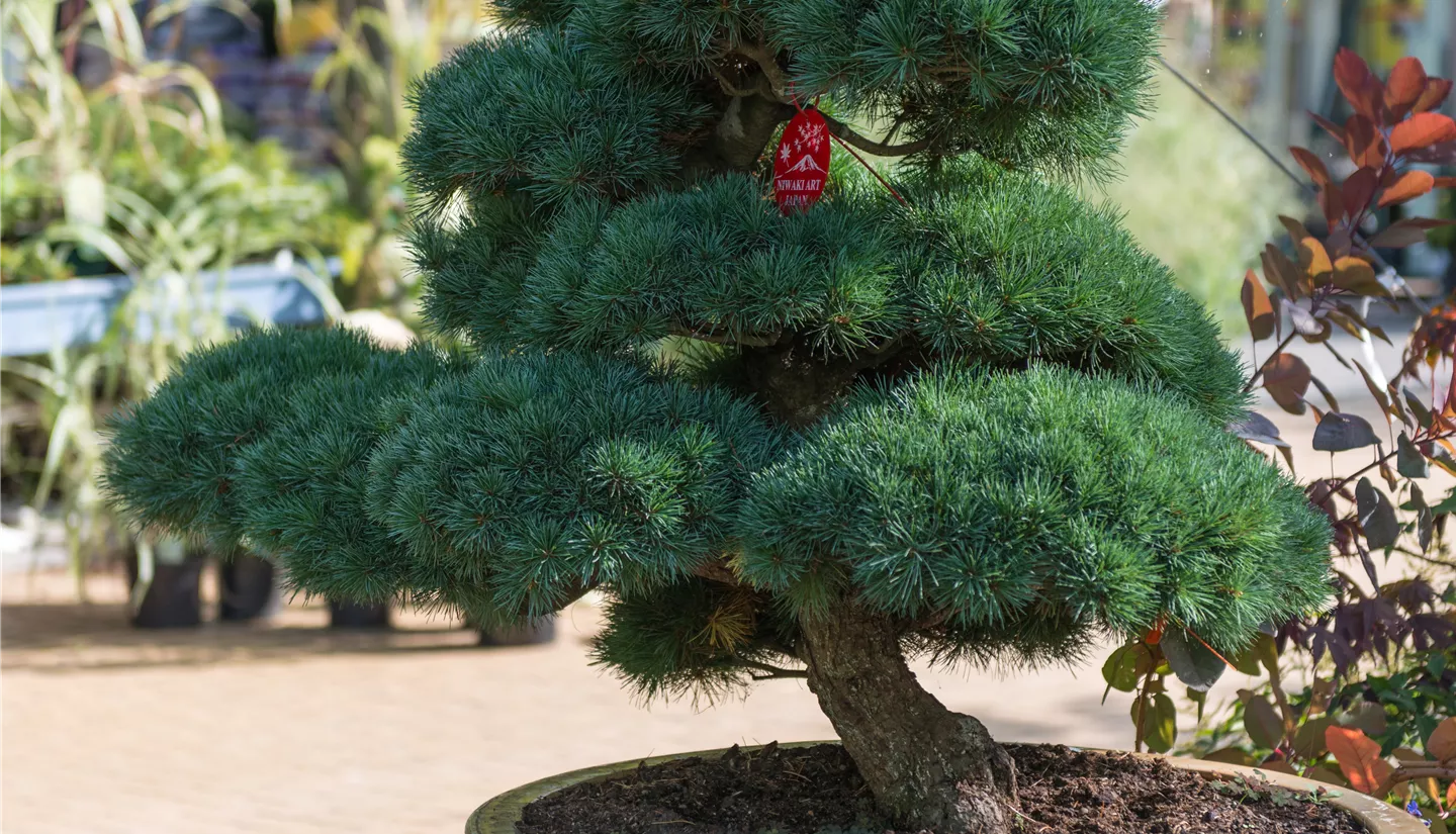 juniperus horizontalis bonsai Juniper Bonsai Tree Land/Water Pot main image 0