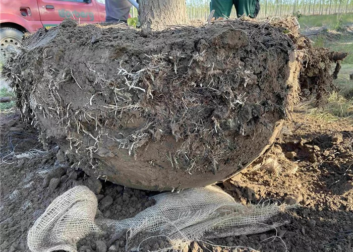 Root System Root System