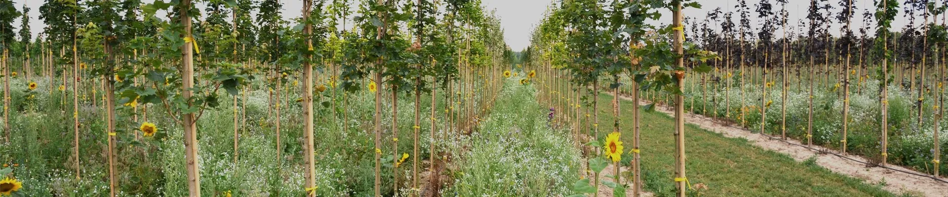 Baumschule Lorberg Biologischer Pflanzenschutz Slider.jpg